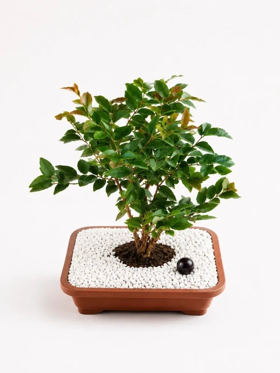 Jabuticabeira