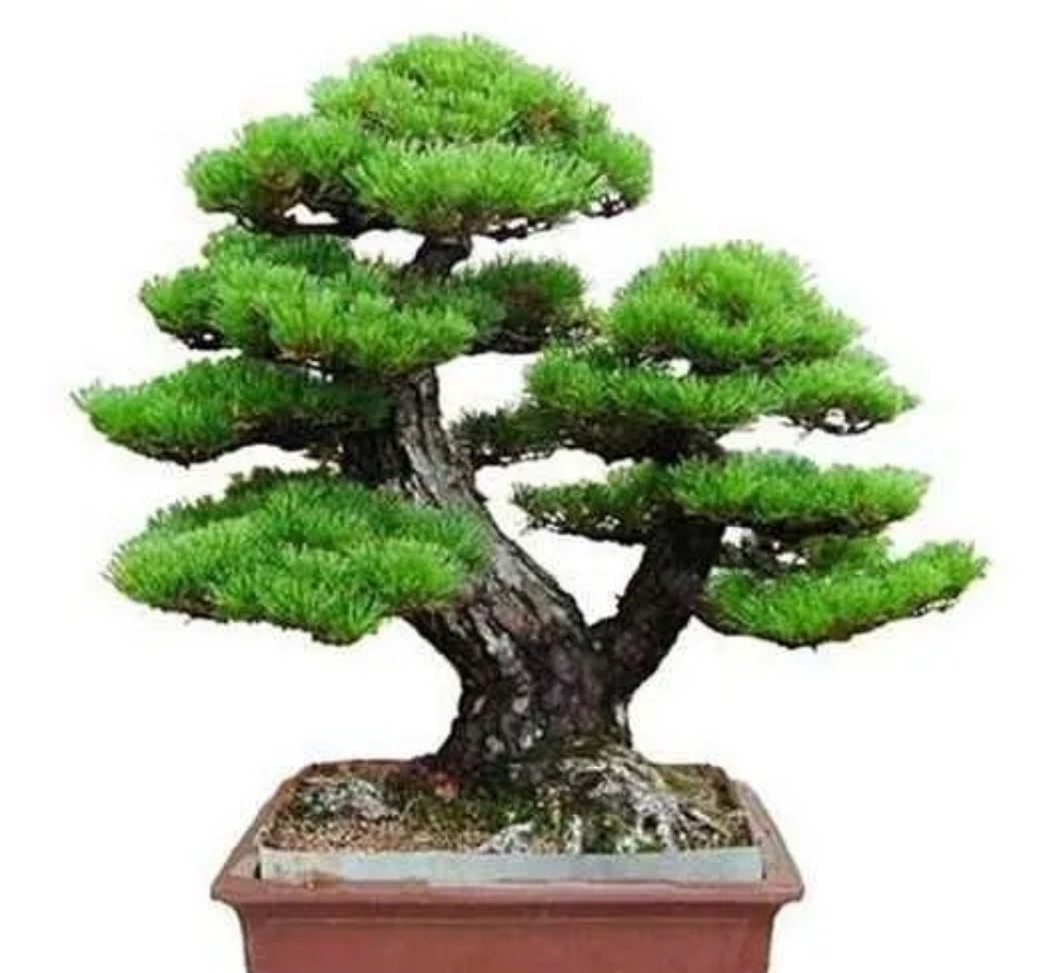 Pinheiro negro