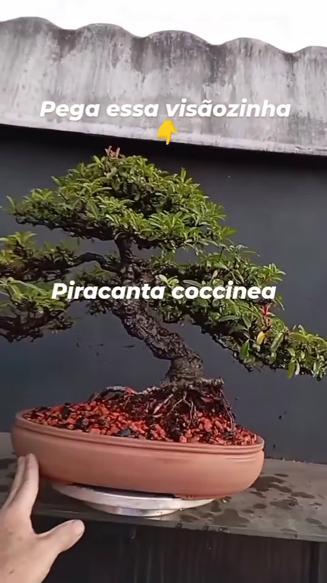 Piracanta